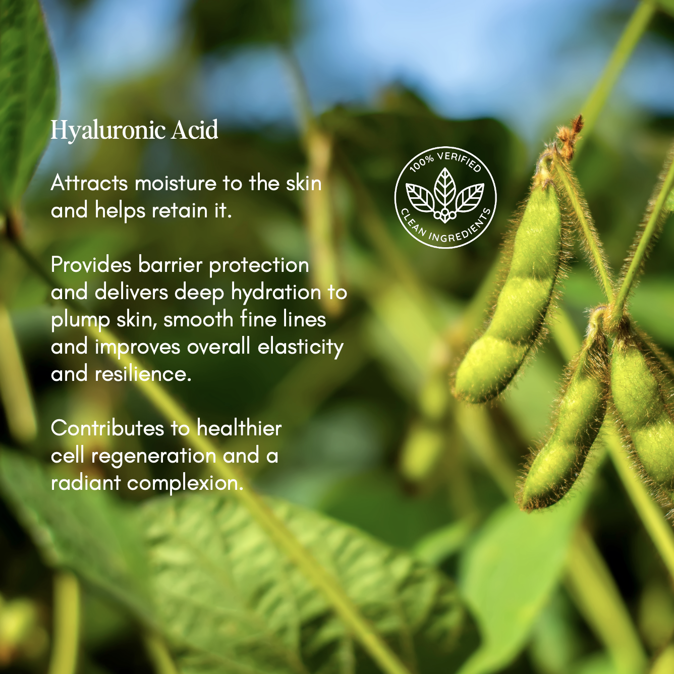 Soybean pods ingredient graphic featuring Hyaluronic Acid for DeepWell Power8 Toner with Clean Ingredients badge